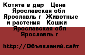 Котята в дар › Цена ­ 5 - Ярославская обл., Ярославль г. Животные и растения » Кошки   . Ярославская обл.,Ярославль г.